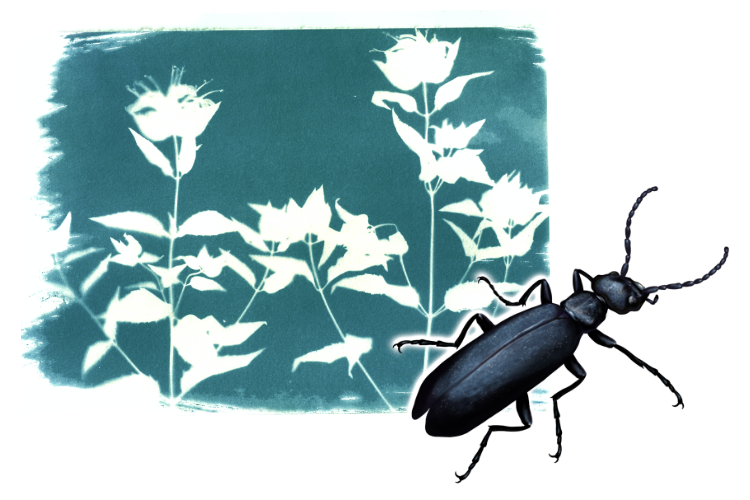 Blister Beetle Illustration